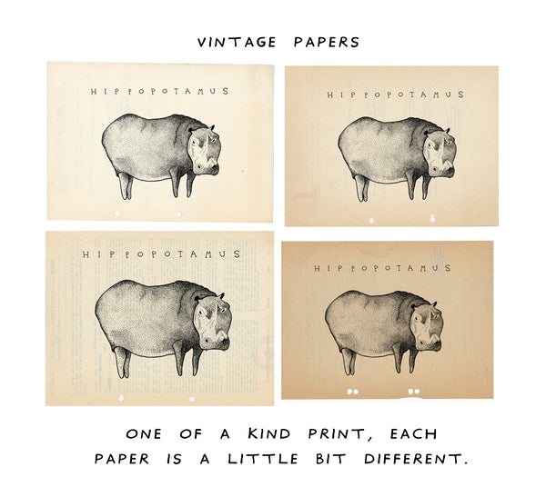 Hippopotamous