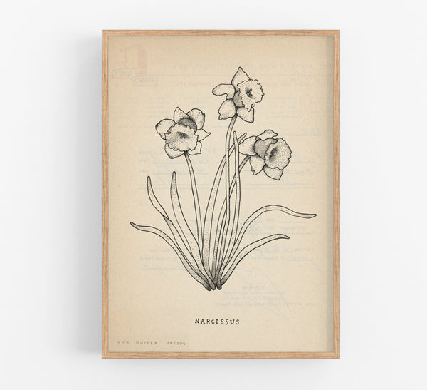 Narcissus