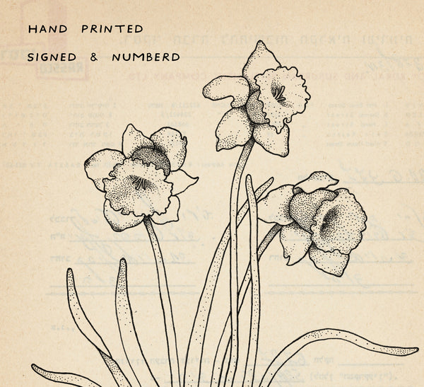 Narcissus
