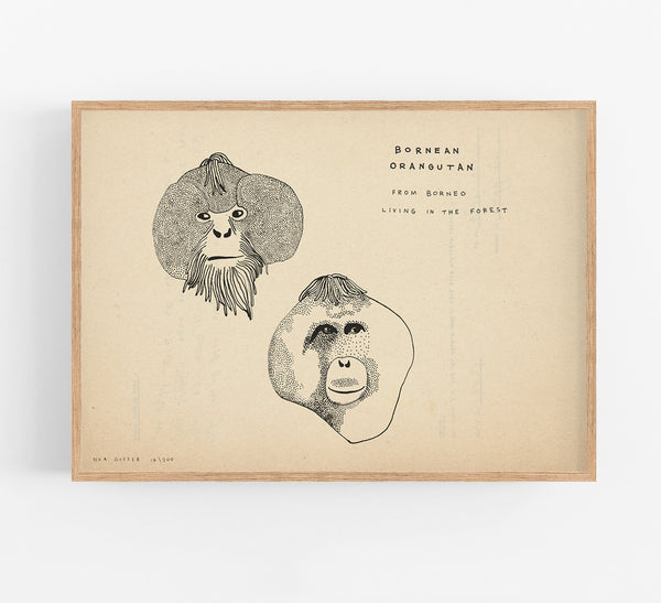 Orangutan