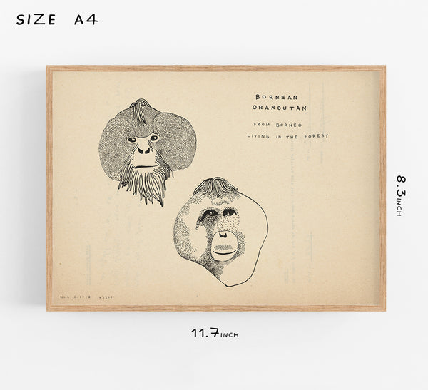 Orangutan