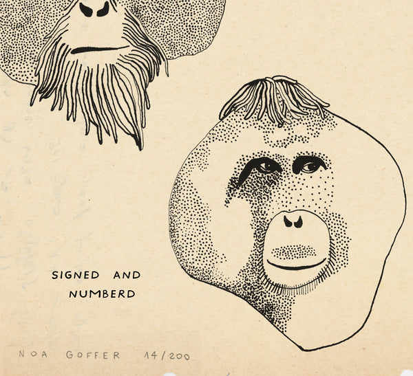Orangutan